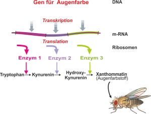 Genexpression - Augenfarbstoff von  Drosophila